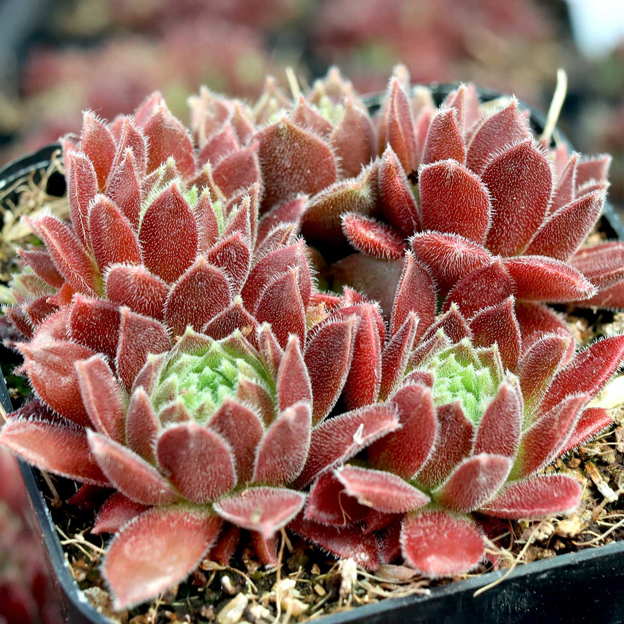 Mountain Crest Gardens Sempervivum Pacific Trails - Thumbnail 4