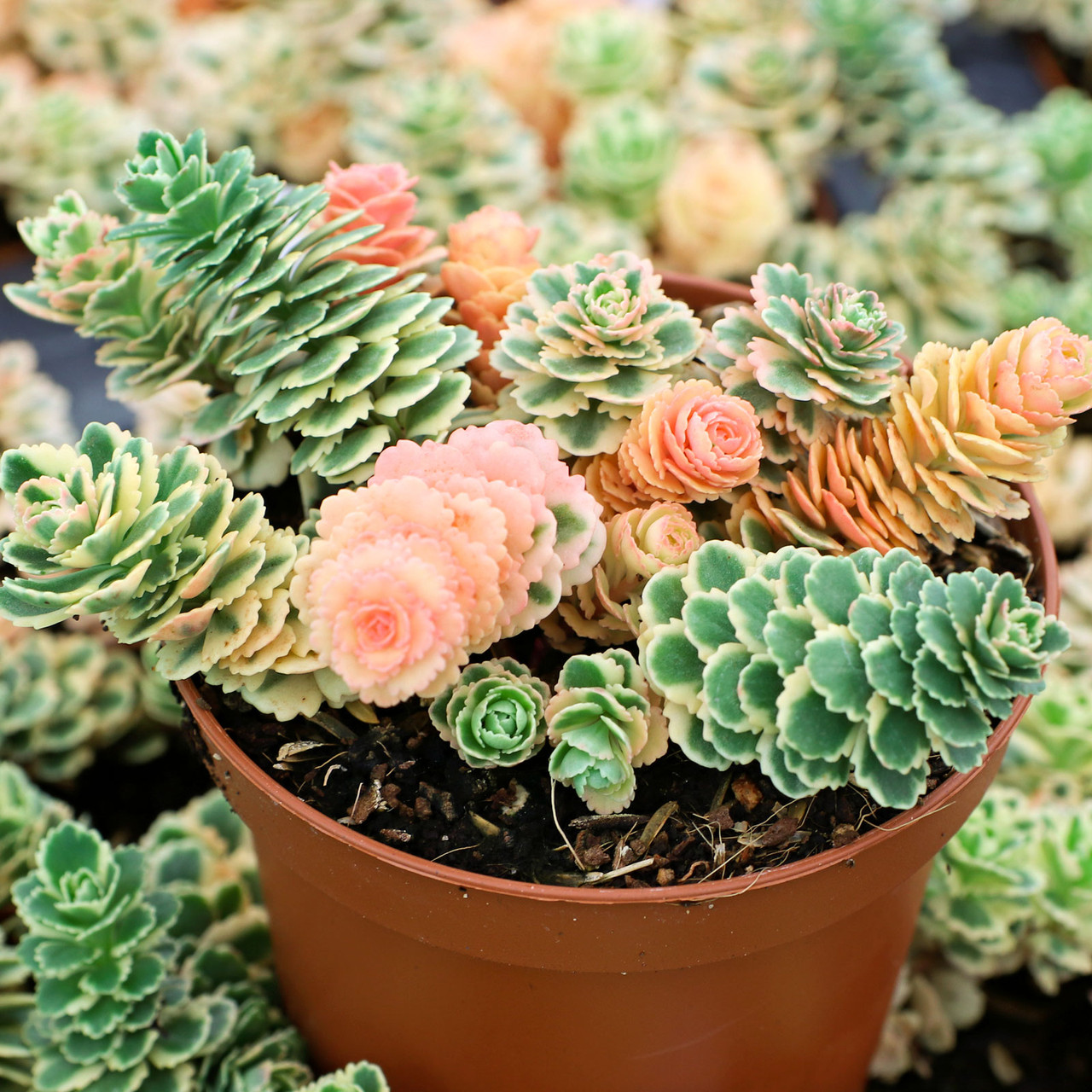Sedum takesimense AtlantisÃ‚Â® 'Nonsitnal' [large] | MCG™