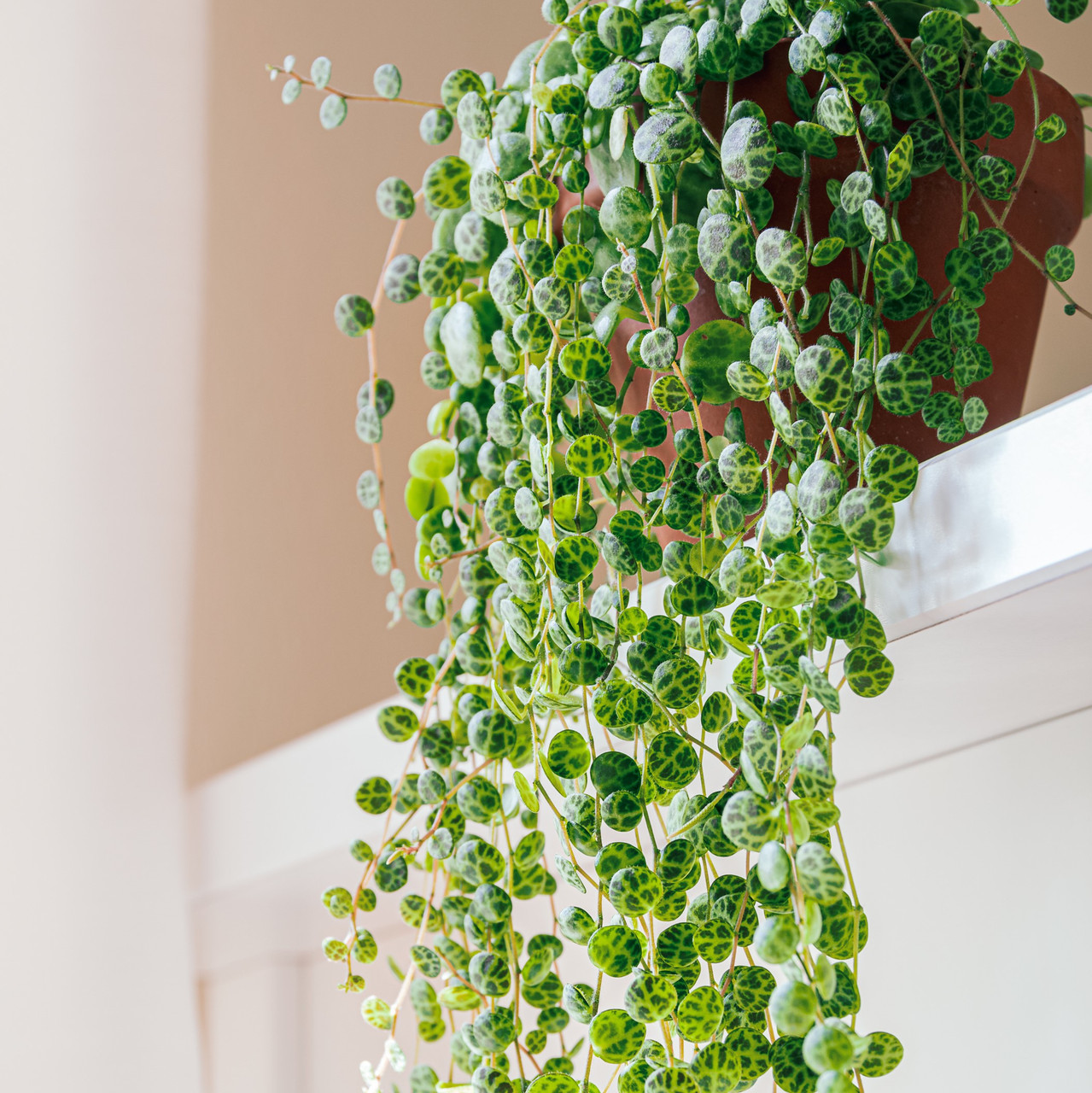 Peperomia Prostrata String Of Turtles: Care Tips & Growth Guide