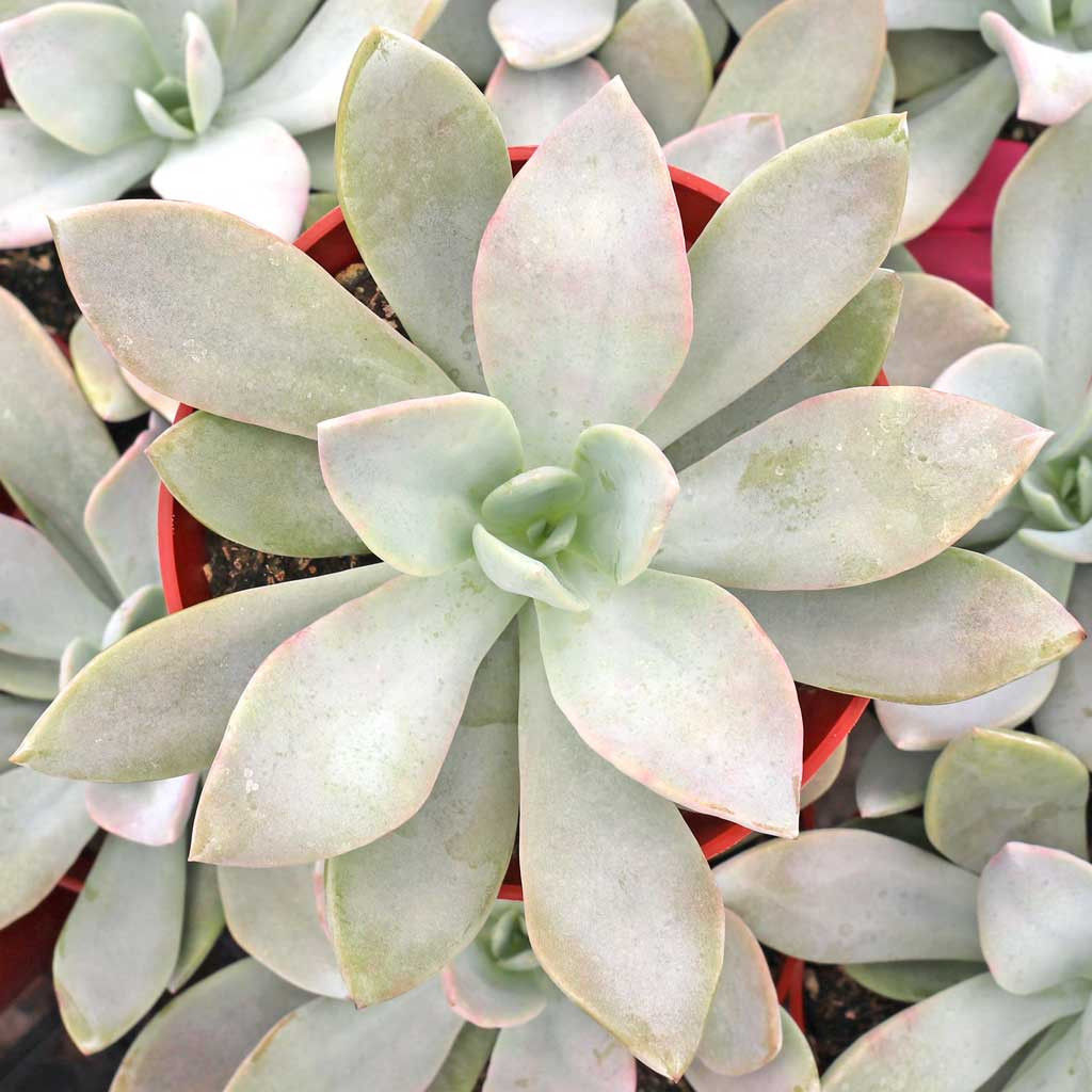 Echeveria 'Costa Brava' | Mountain Crest Gardens™