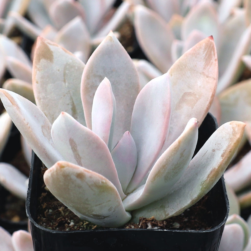 Echeveria 'Costa Brava' | Mountain Crest Gardens™