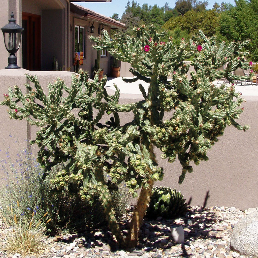 Cylindropuntia imbricata - Devil's Rope | MCG™