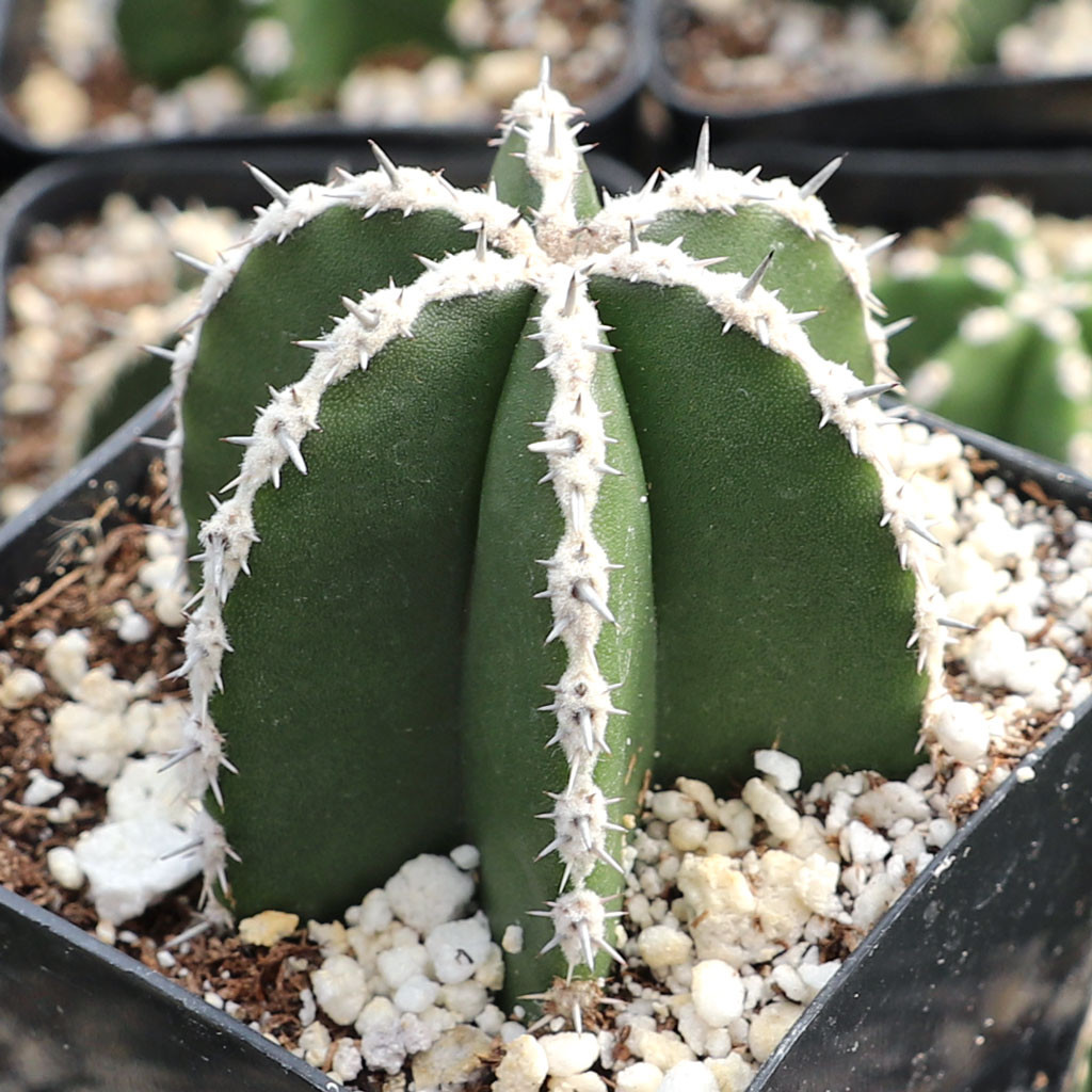 Pachycereus marginatus - Mexican Fence Post Cactus [large] [bare root]