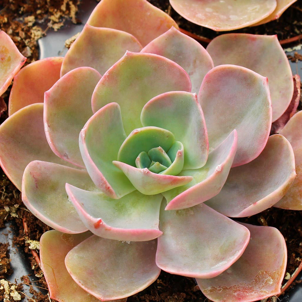 Echeveria 'Cassyz Winter'