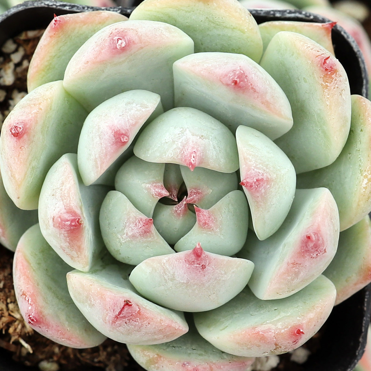 Echeveria 'Tippy' | Mountain Crest Gardens™