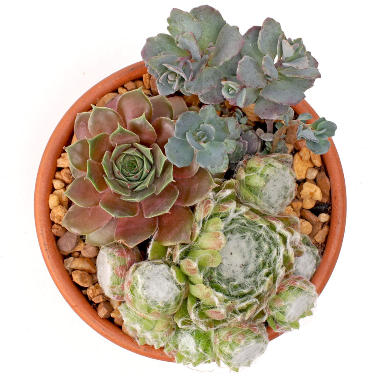 MCG Succulent Trifecta™ 3 Plant Arrangement Kit - Strawberry and Ice