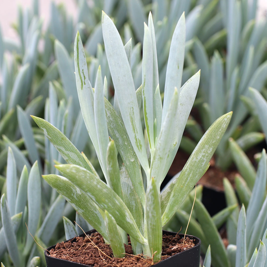 Senecio ficoides
