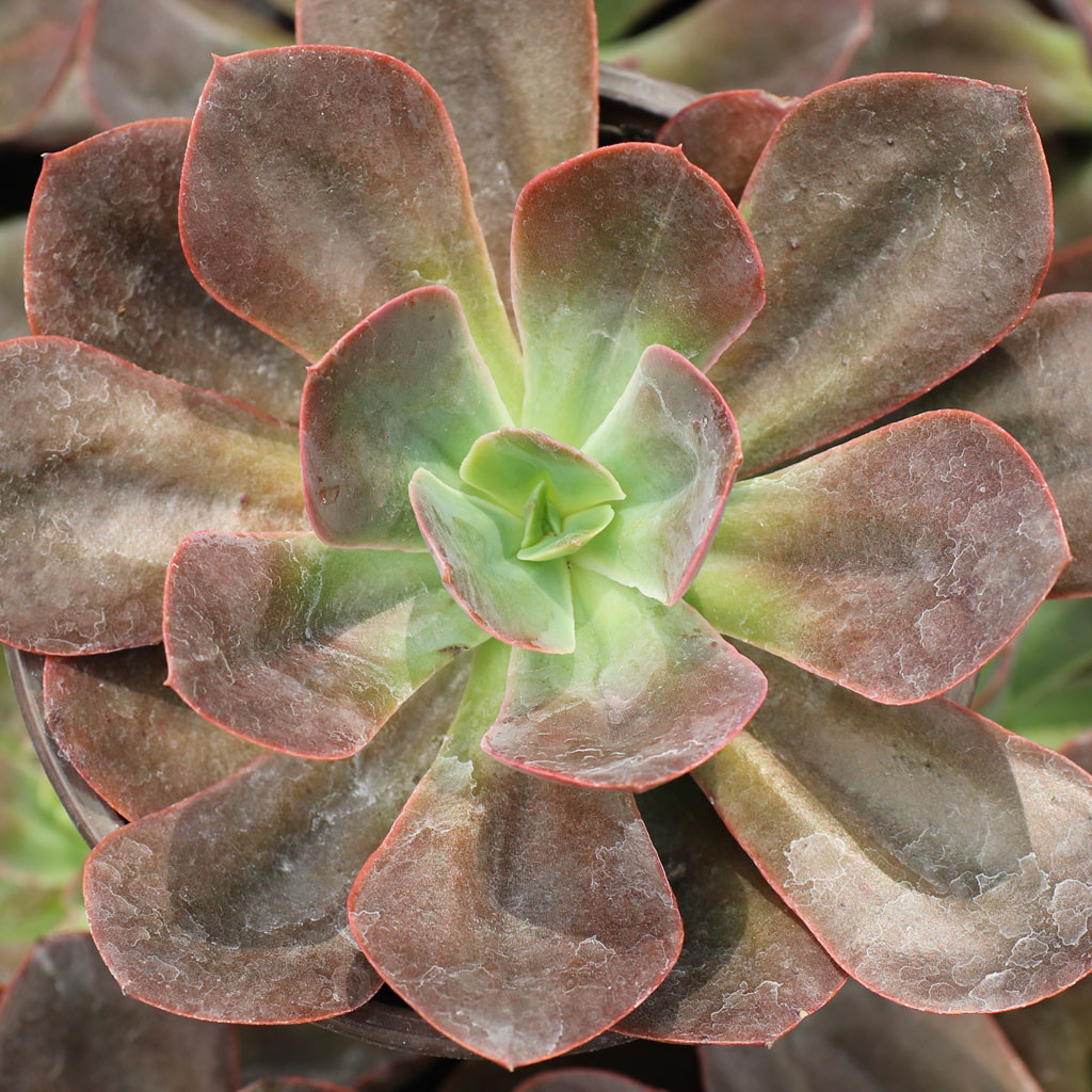 Echeveria 'Hanaikada' [large] | MCG™