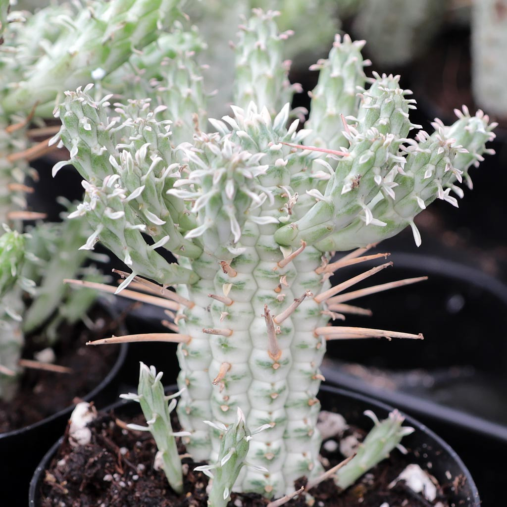 Mountain Crest Gardens Euphorbia mammillaris - Thumbnail 2