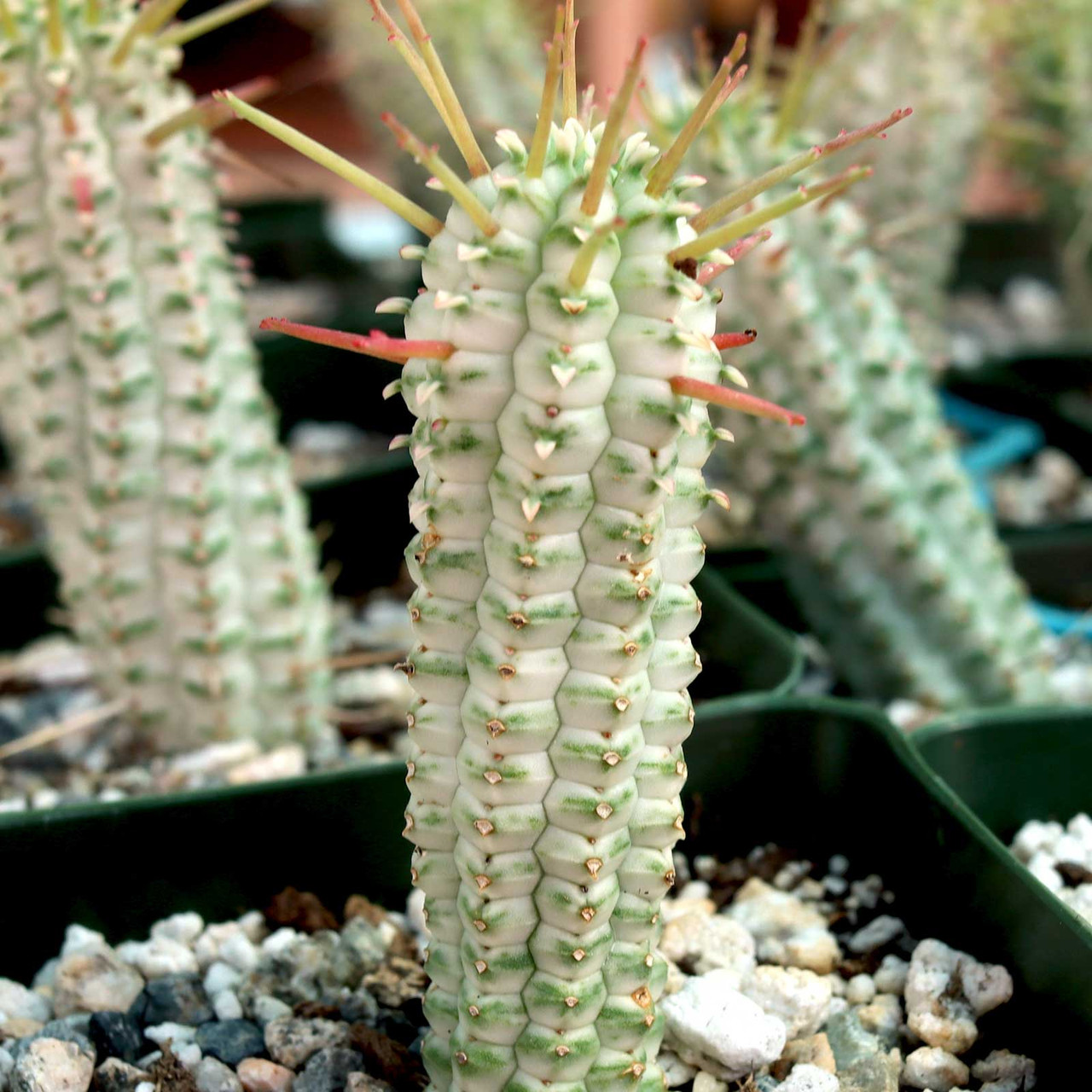 Mountain Crest Gardens Euphorbia mammillaris - Thumbnail 3