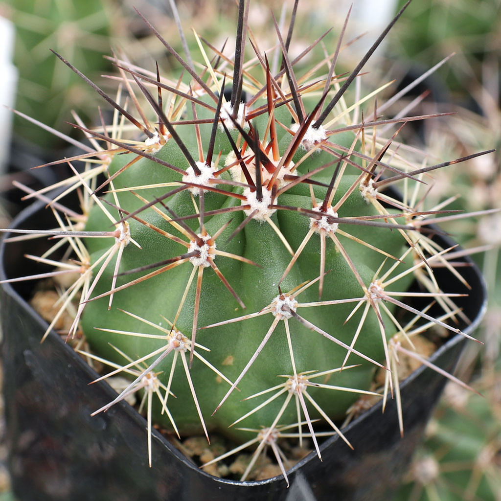 Echinocereus fendleri ssp. rectispinus | MCG