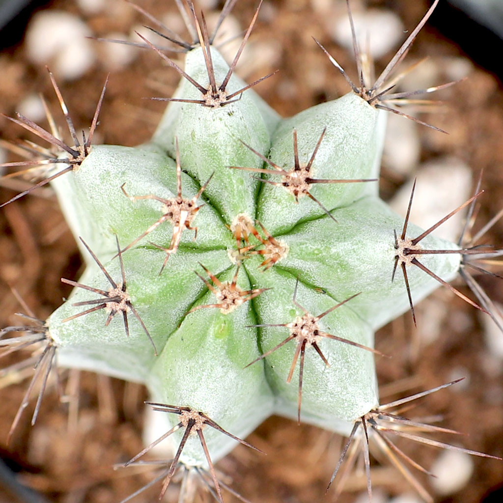 Cereus repandus - Peruvian Apple Cactus | MCG
