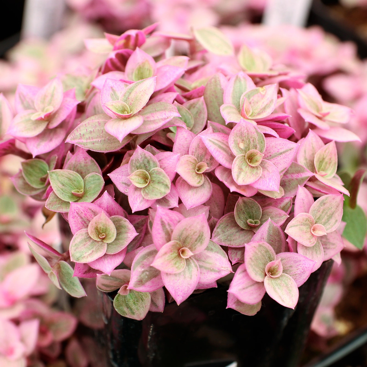 Callisia repens f. variegata 'Pink Lady' | MCG