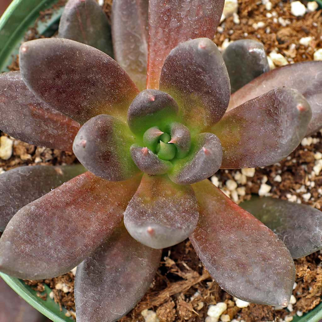 Echeveria affinis 'Black Knight' [large] | MCG™