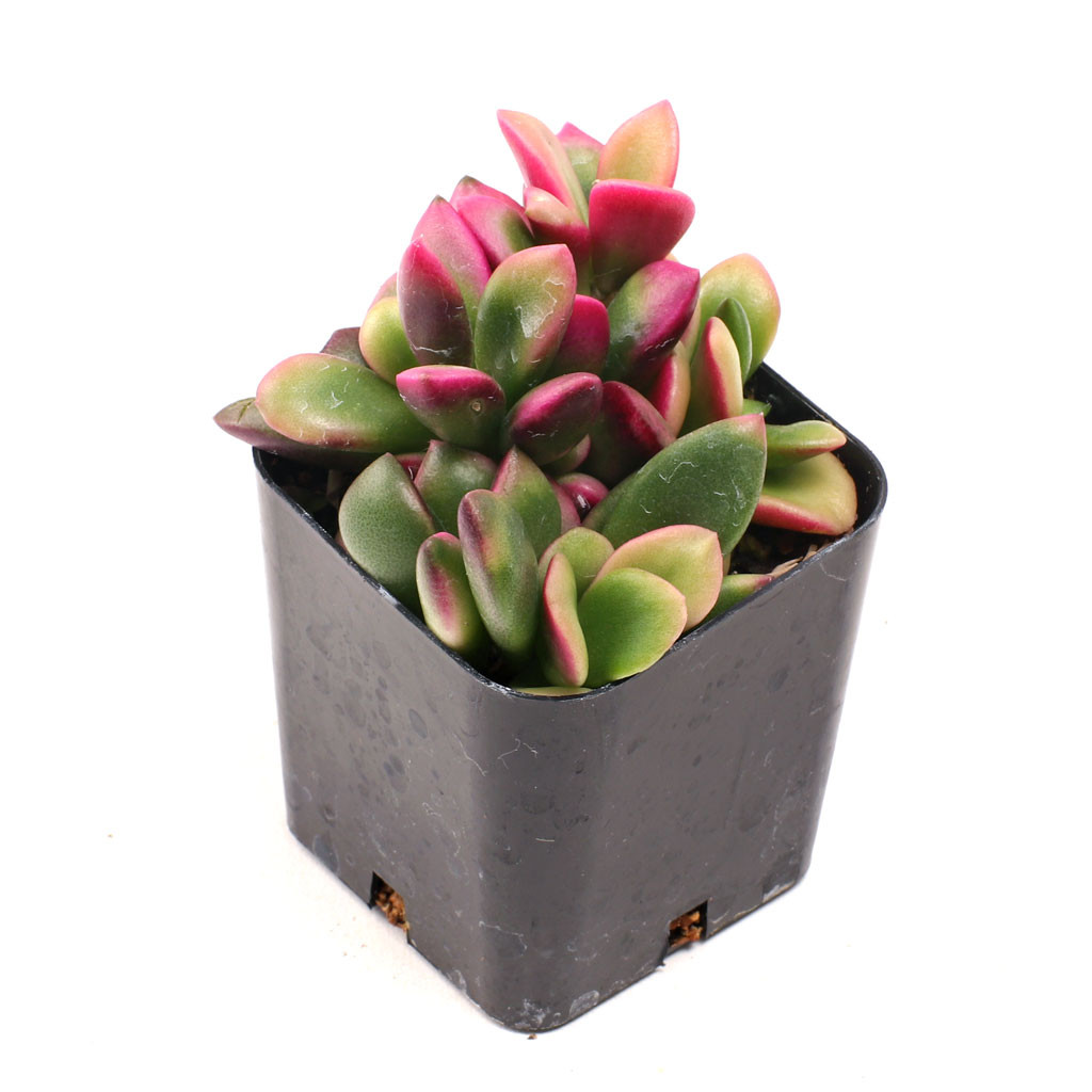 Pink & Purple & Red Succulent Pack (6-12 Plants, 2