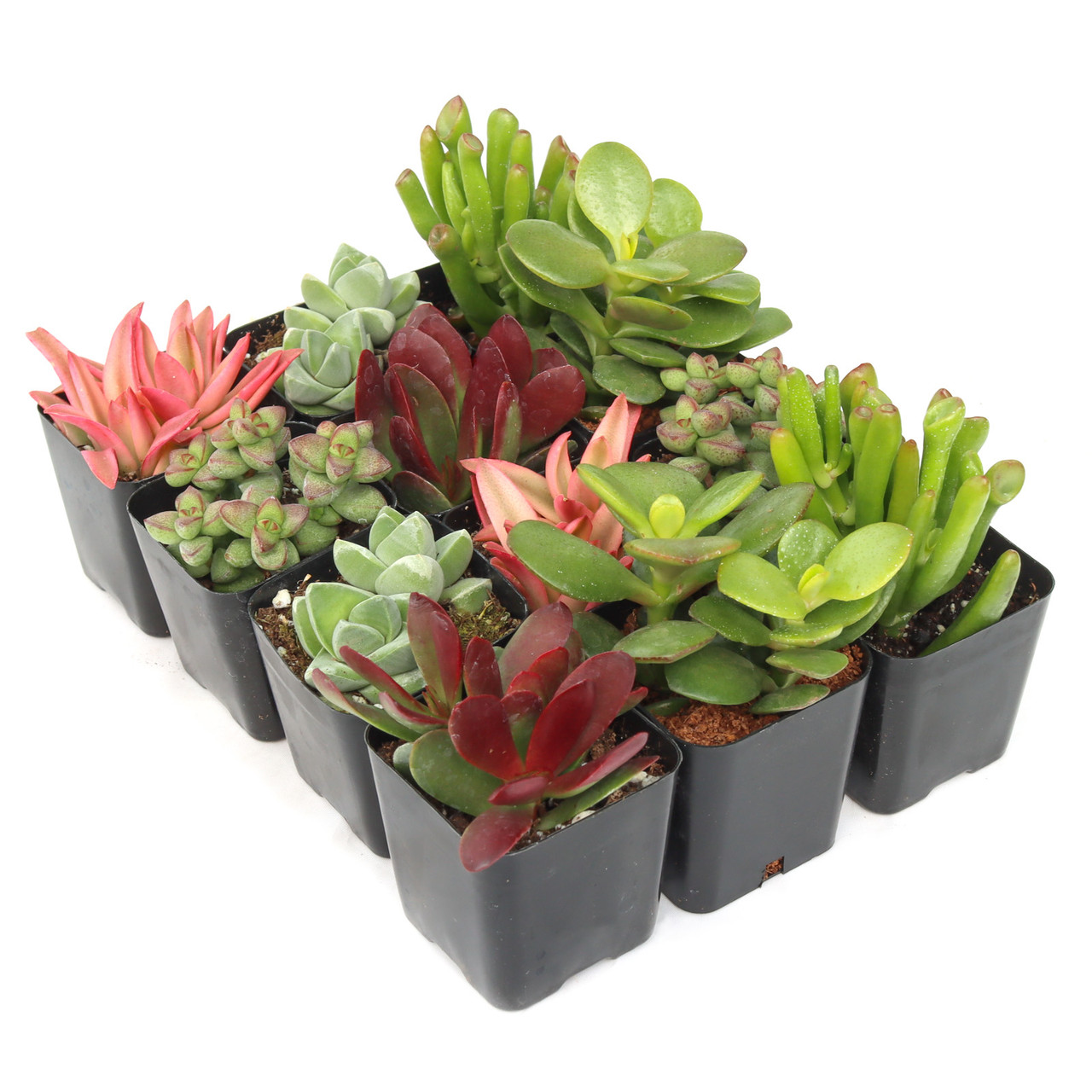 Crassula & Jade Succulent Pack (6-12 Plants, 2" Plants)