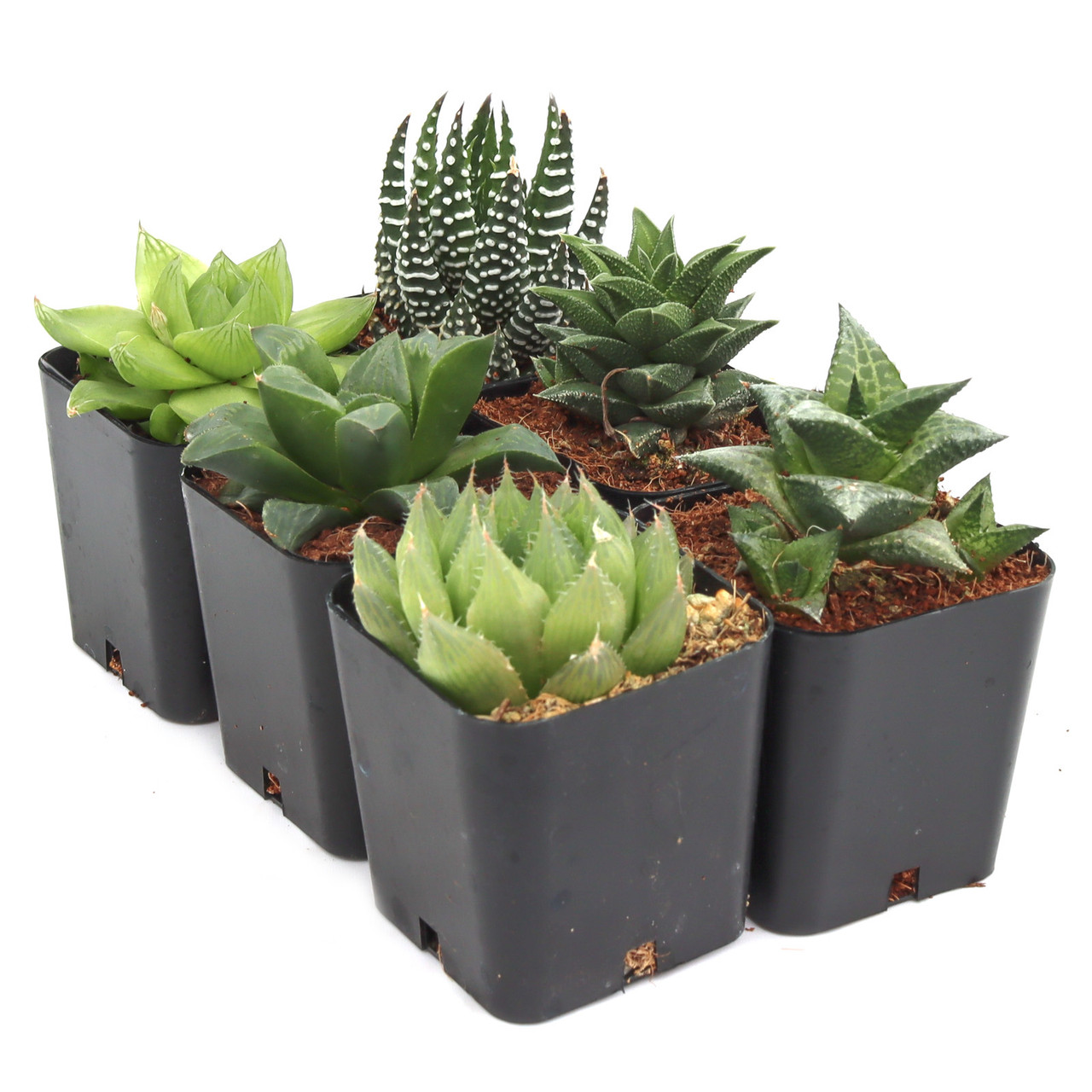 Haworthia Pack (6 Plants, 2" Pots)