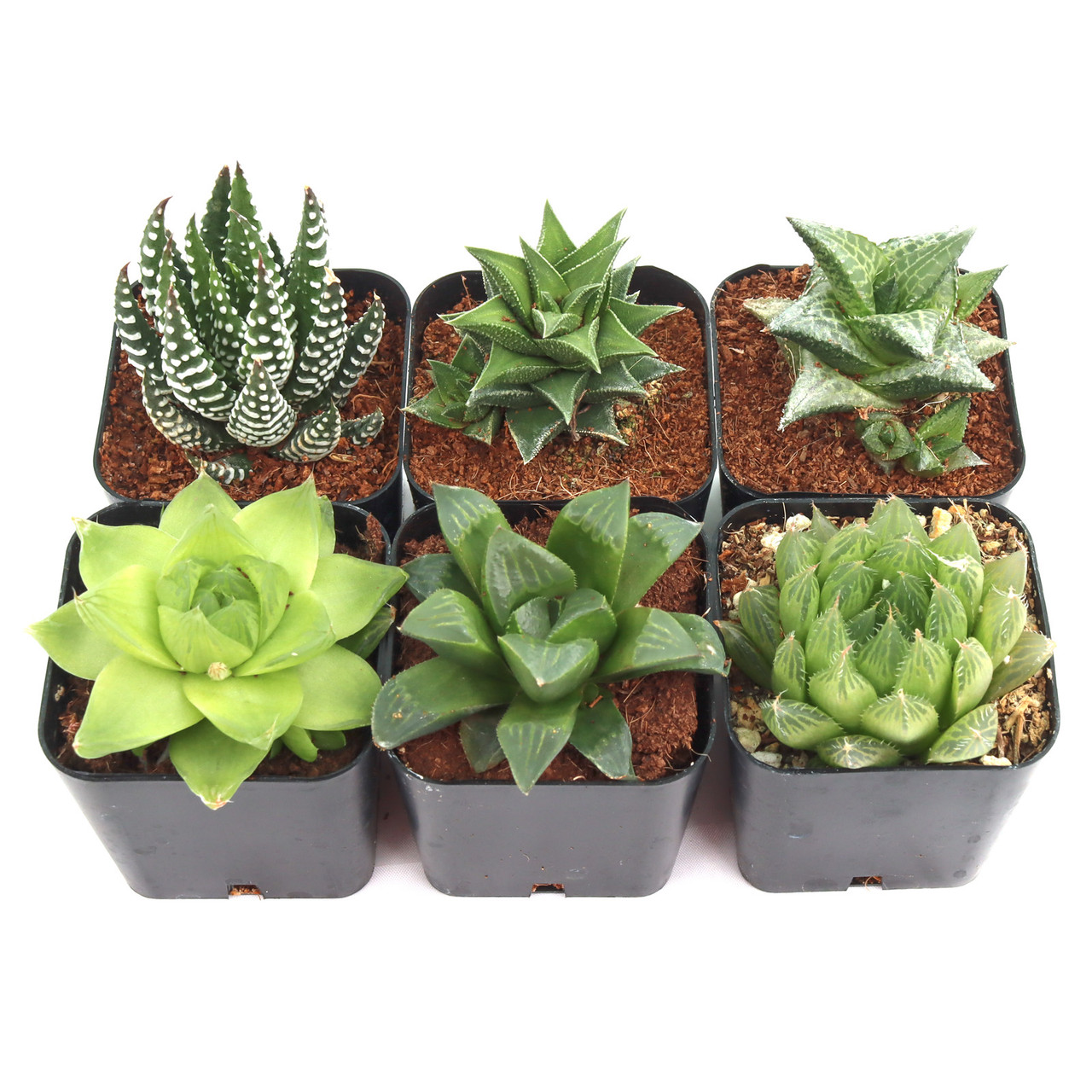 Haworthia Pack (6 Plants, 2" Pots) - Thumbnail 3