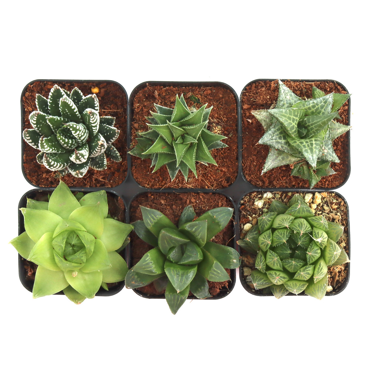 Haworthia Pack (6 Plants, 2" Pots) - Thumbnail 2