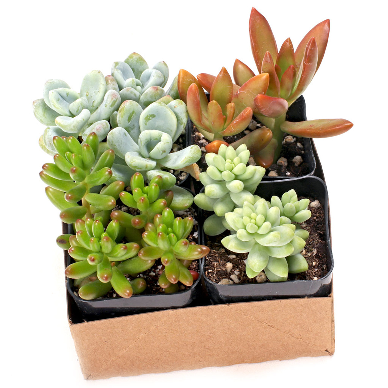 sedum succulent varieties