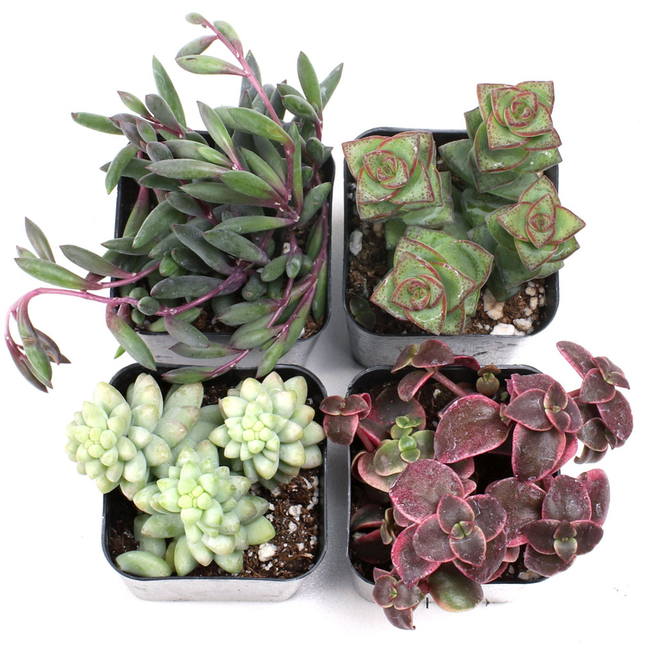 How to Choose The Perfect Pot or Container For Your Succulents