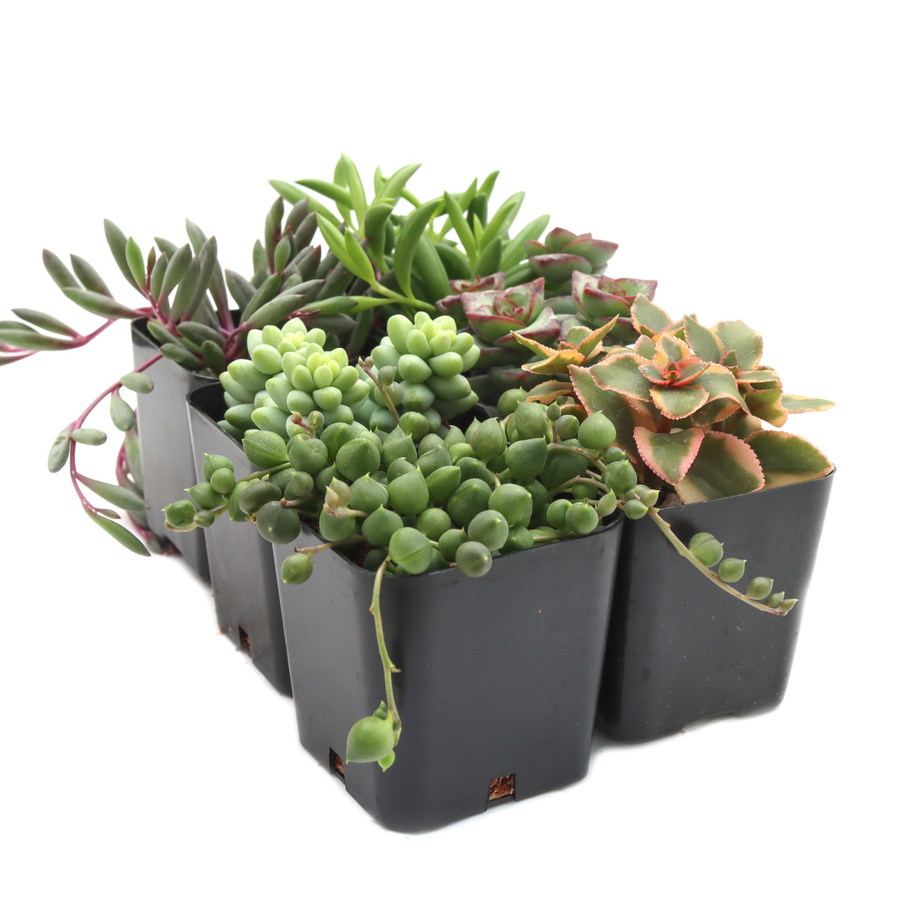 grow lights bulb Vita Grow Light Bulb main image 1