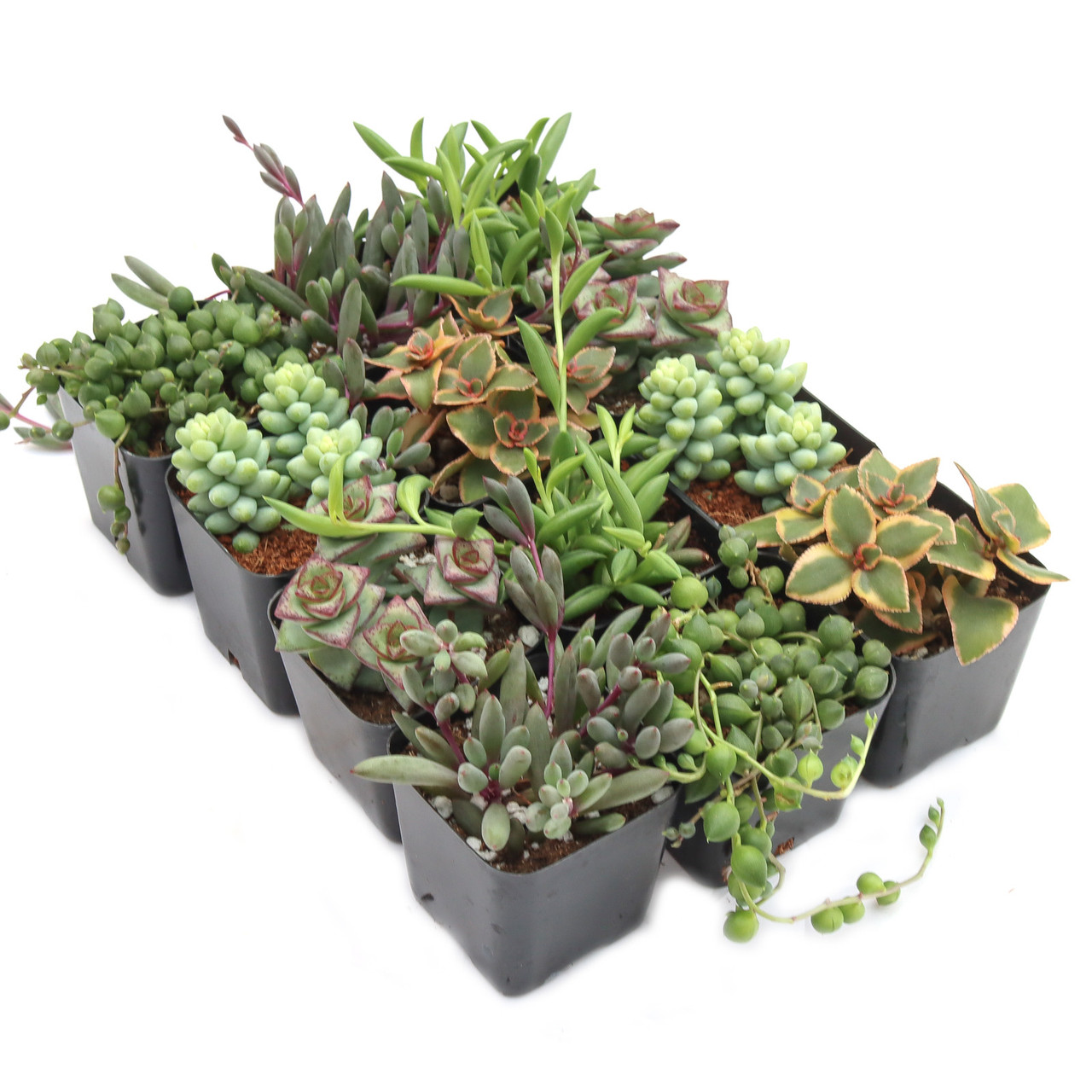 Trailing & String Succulent Pack - 2" Potted Hanging Plants 6-Pack (6 varieties, 1 of Each) by Succulents Box