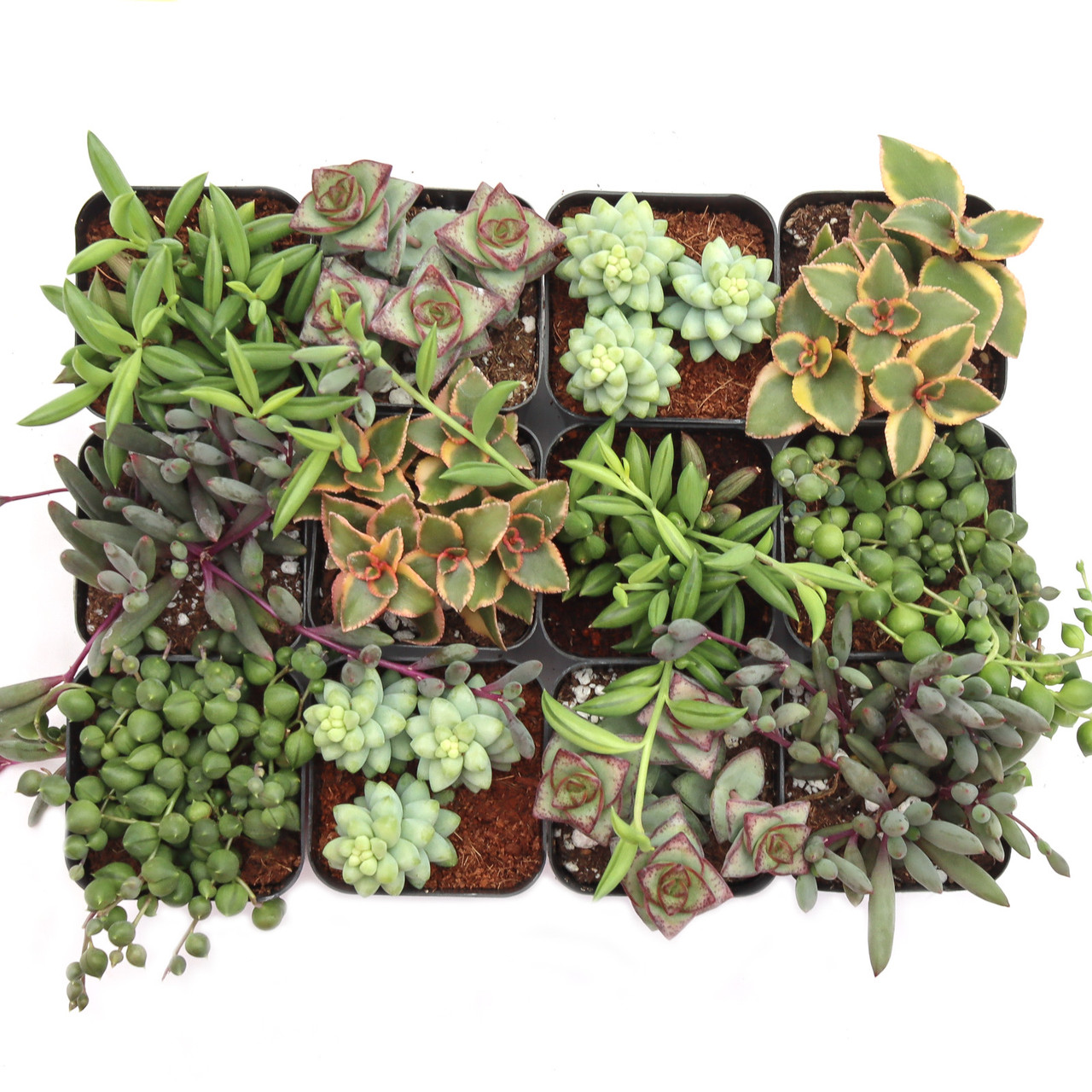 Trailing & String Succulent Pack - 2" Potted Hanging Plants 6-Pack (6 varieties, 1 of Each) by Succulents Box