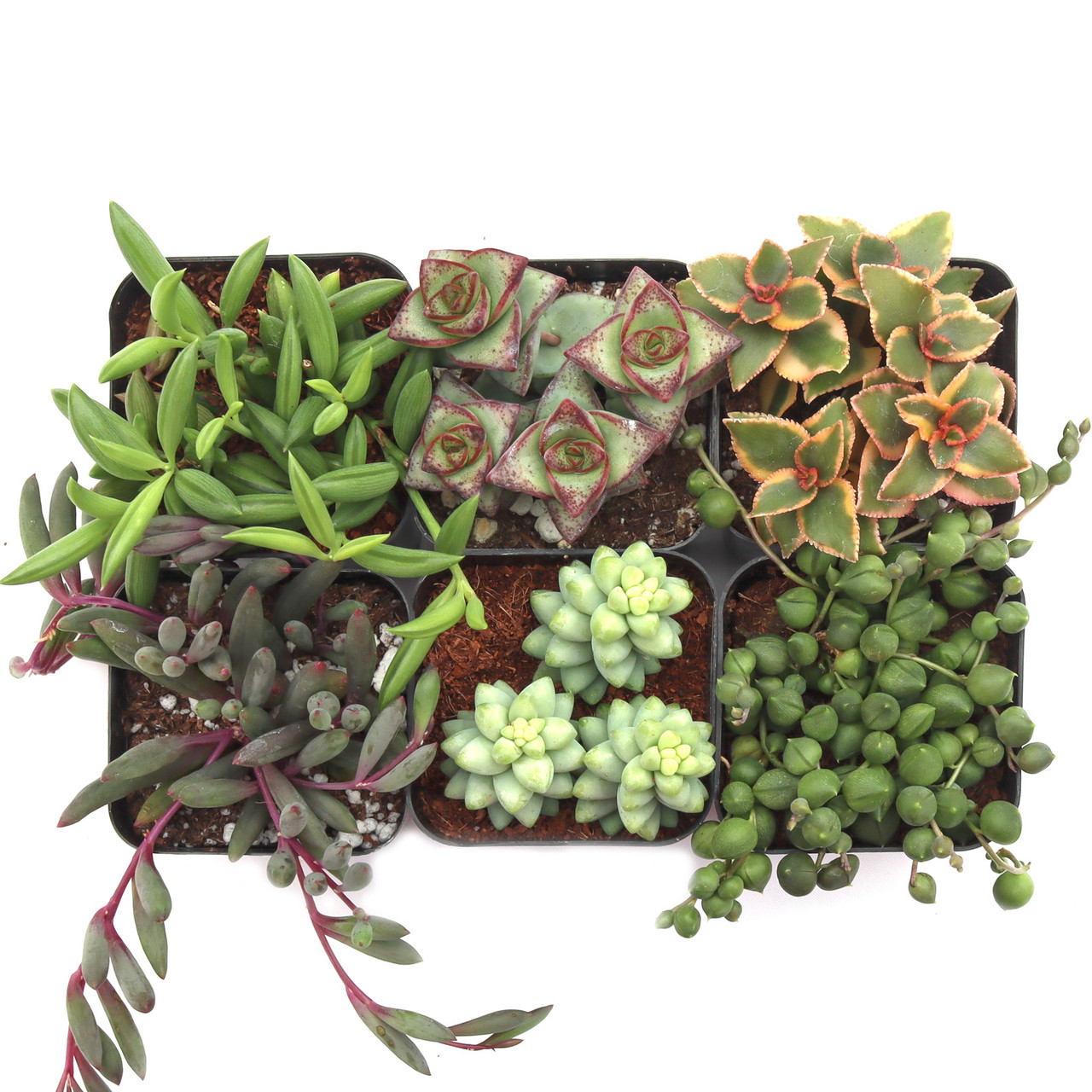 Trailing & Strings Succulent Pack (6-24 Plants, 2" Pots)