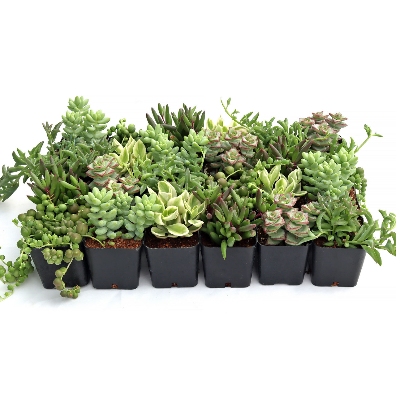 Trailing & String Succulent Pack - 2" Potted Hanging Plants 12-Pack (6 varieties, 2 of Each) by Succulents Box