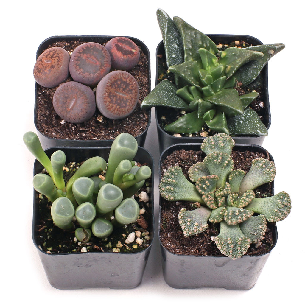 succulent ground cover with flowers Succulent Ground Cover Collection