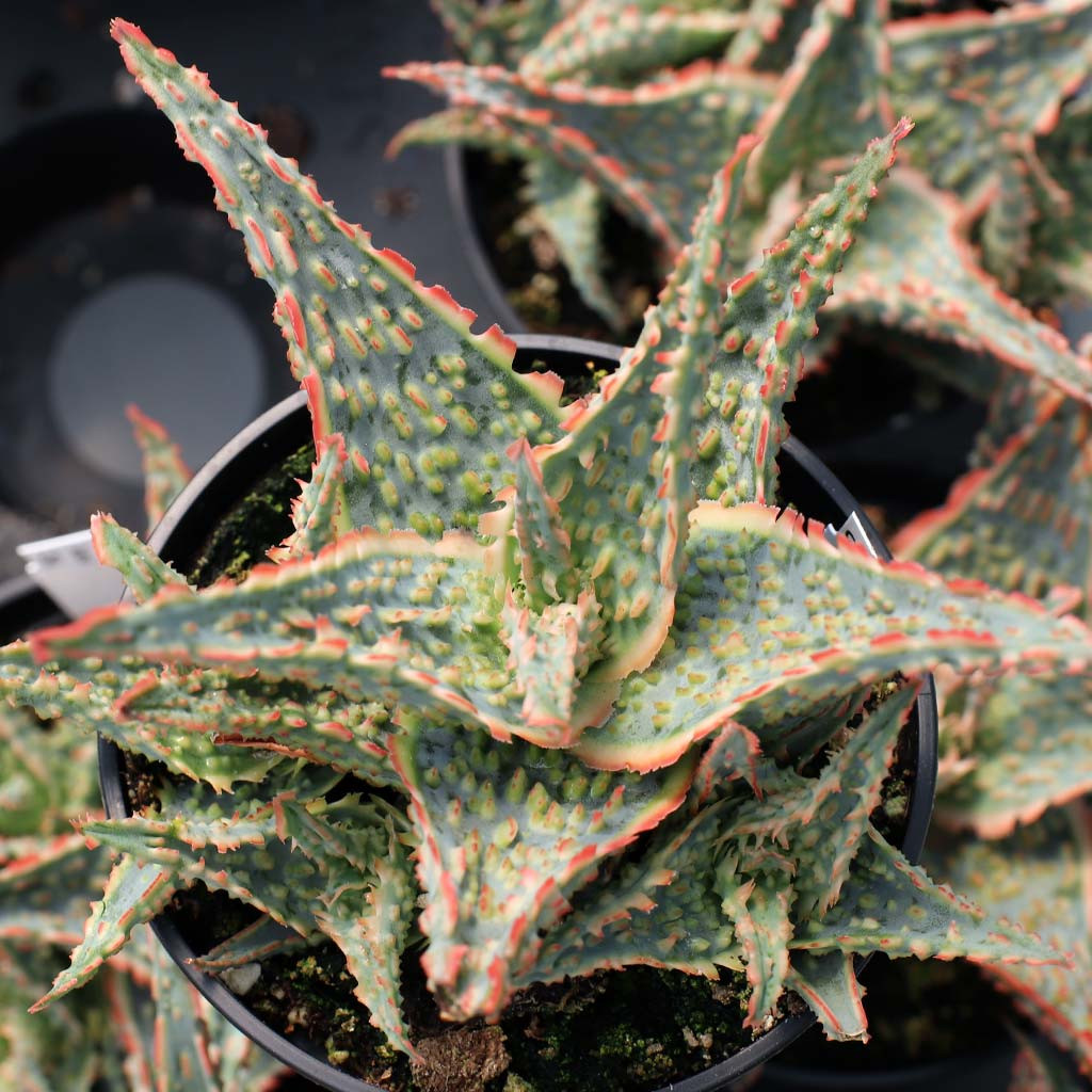 Aloe 'Oik' [large]