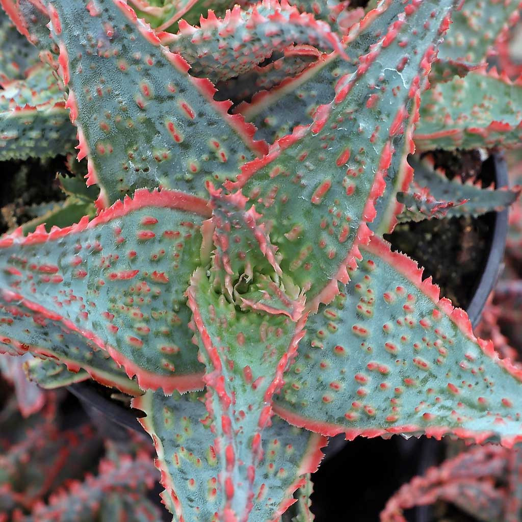 Aloe 'Oik' [large]