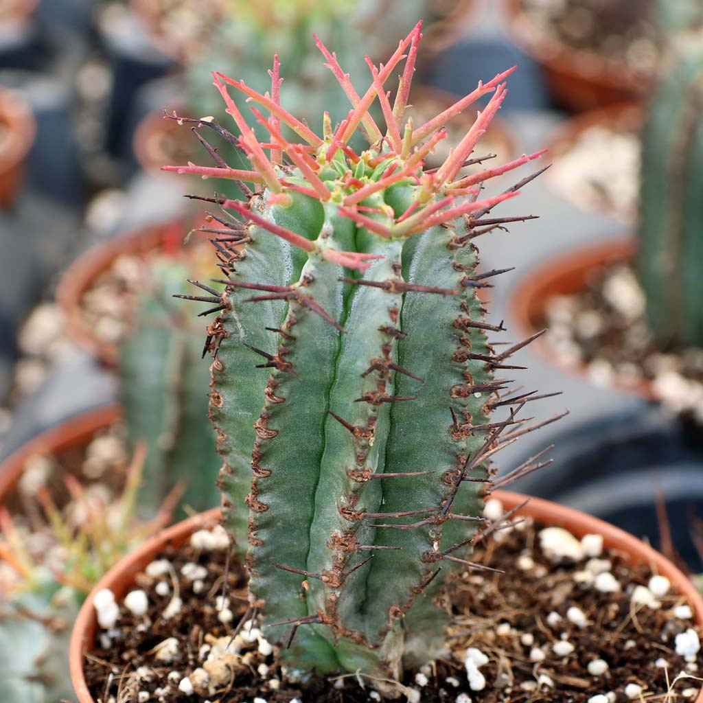 Euphorbia polygona [large]