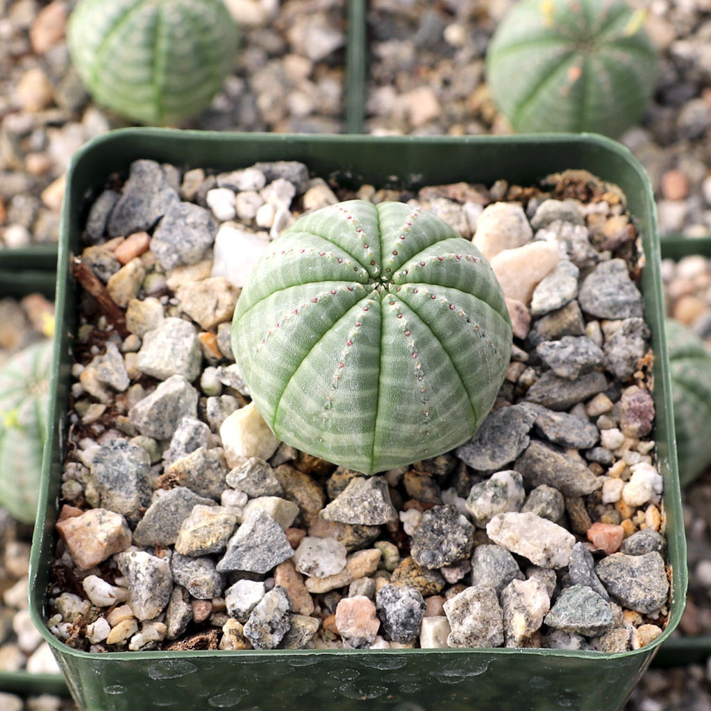 Euphorbia obesa Baseball Plant [large] MCG™