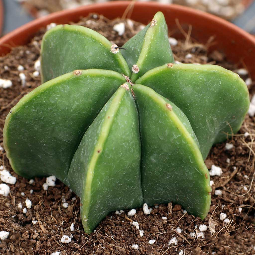 アストロフィツム　ランポー　Astrophytum myriostigma Astrophytum Myriostigma, Live Plant Rare Cactus, Great for
