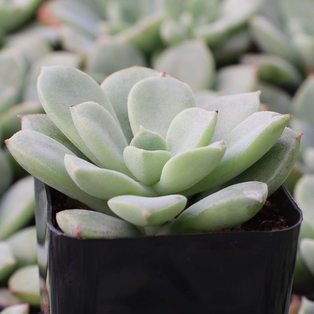 Echeveria 'Chrissy n Ryan' | Mountain Crest Gardens™