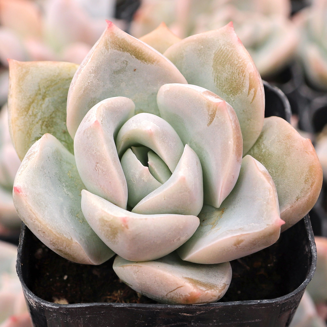 Graptoveria 'Fantome' | Mountain Crest Gardens™