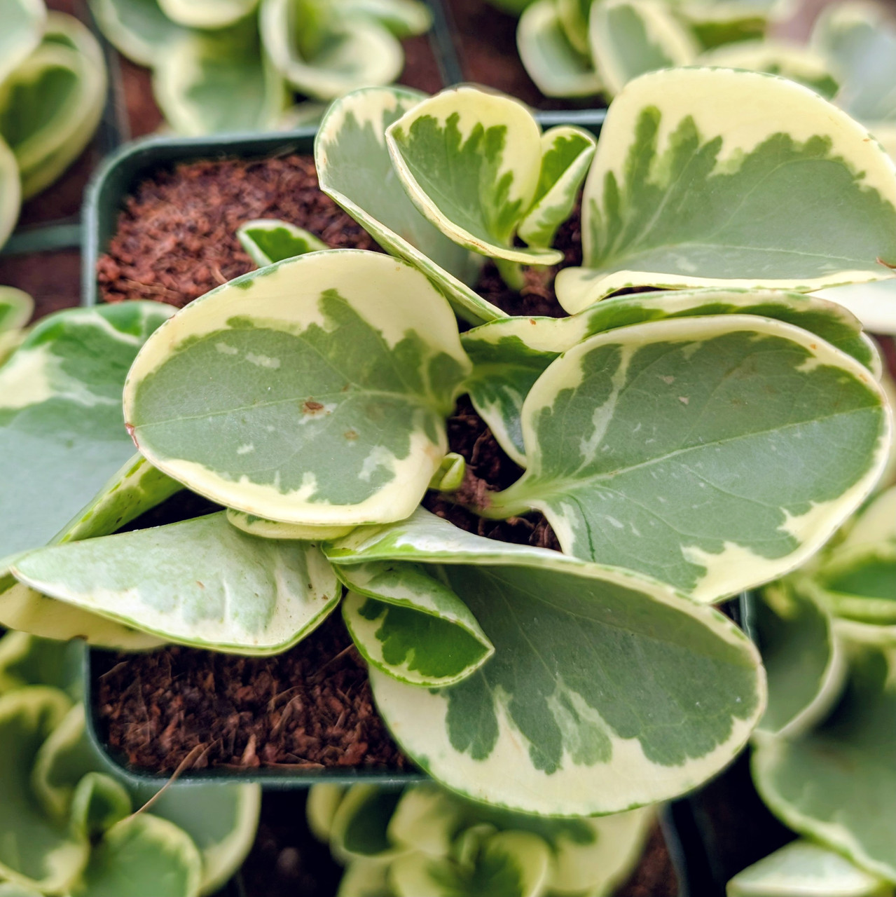Peperomia obtusifolia f. variegata [large]