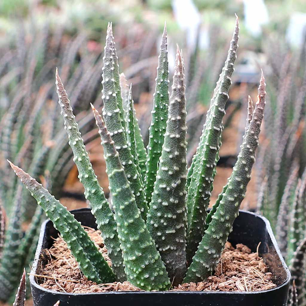 aloe vera für babys geeignet Buy Baby Aloe Vera Gel Pure main image 0