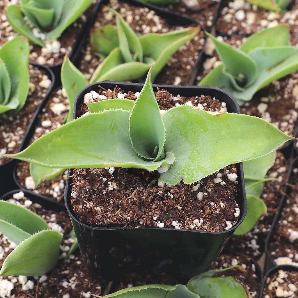 jade plant variegated Crassula ovata variegata