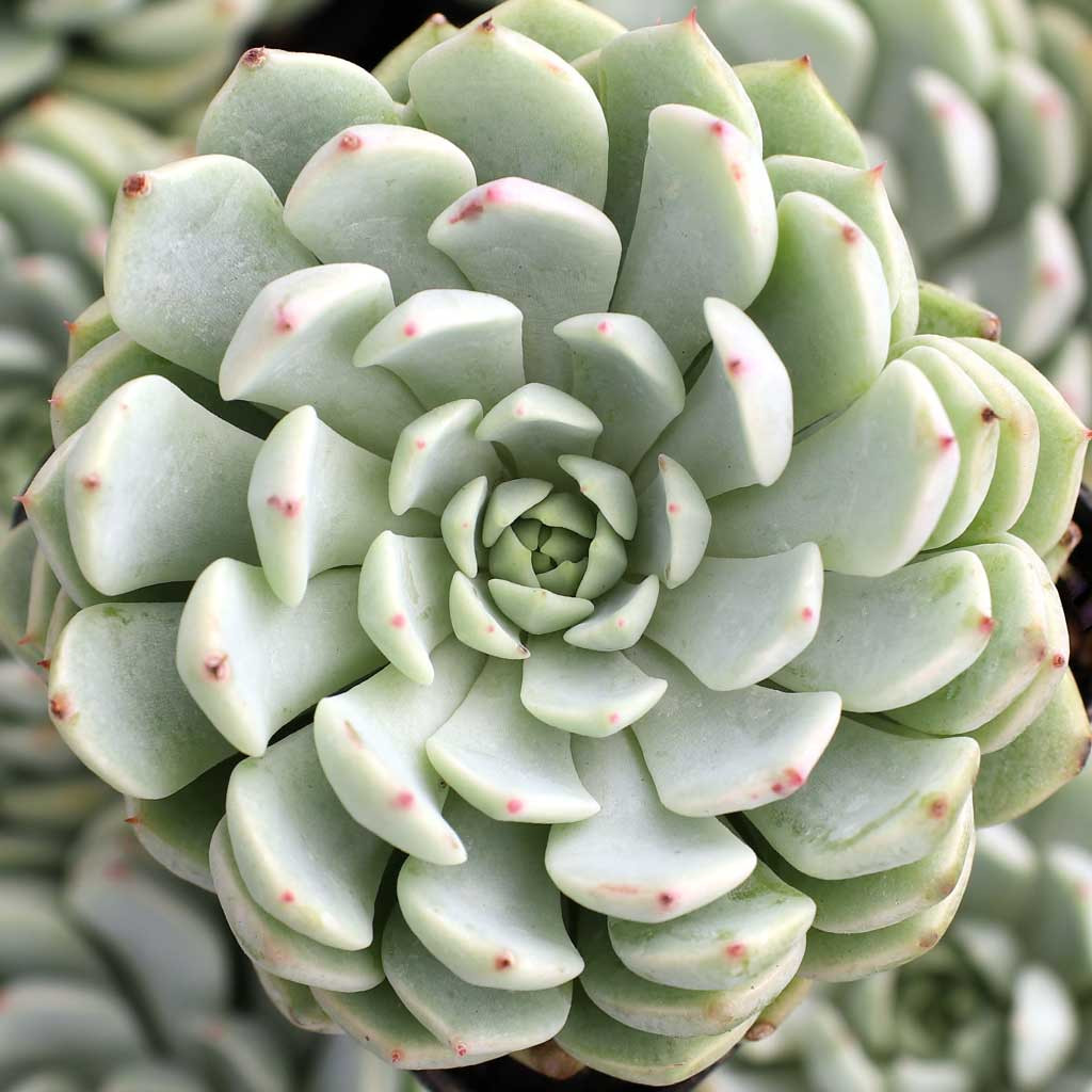 Echeveria 'Nobaranosei' | Mountain Crest Gardens™