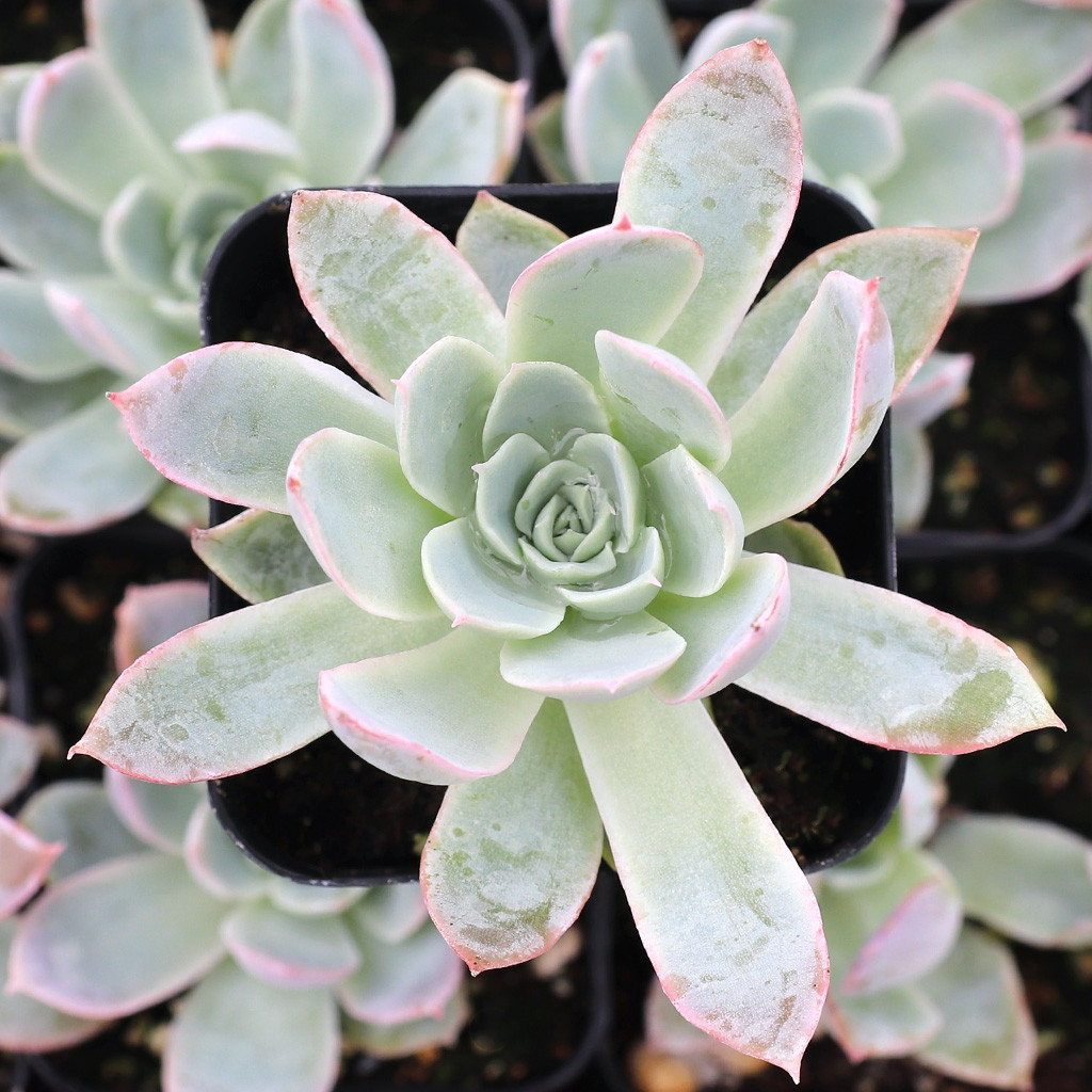 Echeveria 'Schichi-Kuksi' | Mountain Crest Gardens™