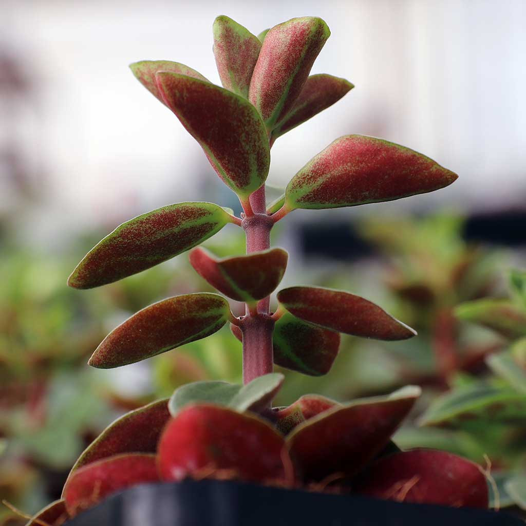 Peperomia verticillata 'Red Log'