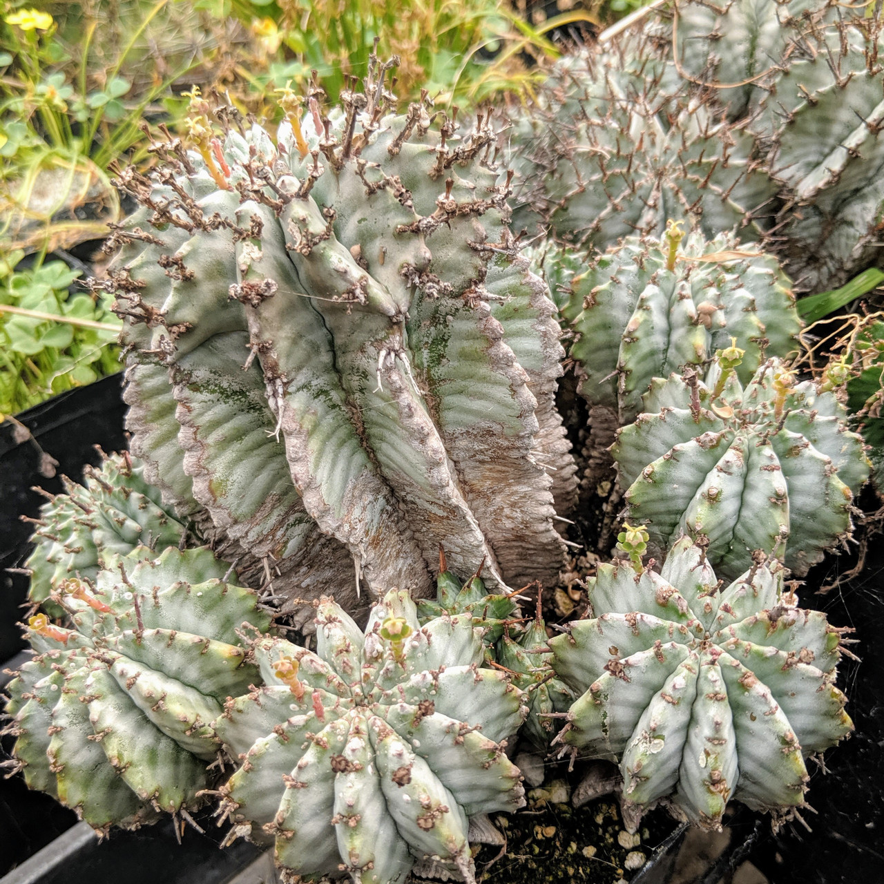 Euphorbia Horrida large limited MCG euphorbia-horrida-large-limited-mcg