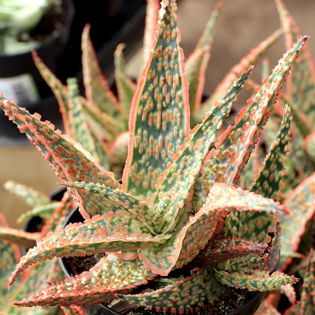 Aloe 'Crimson Dragon' [large]