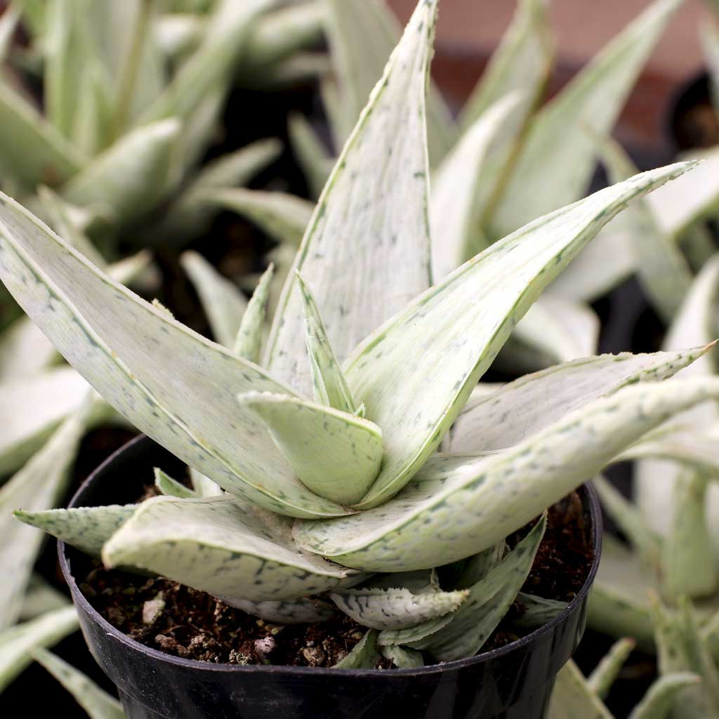 Aloe 'Snow Drift' [large] | Mountain Crest Gardens®