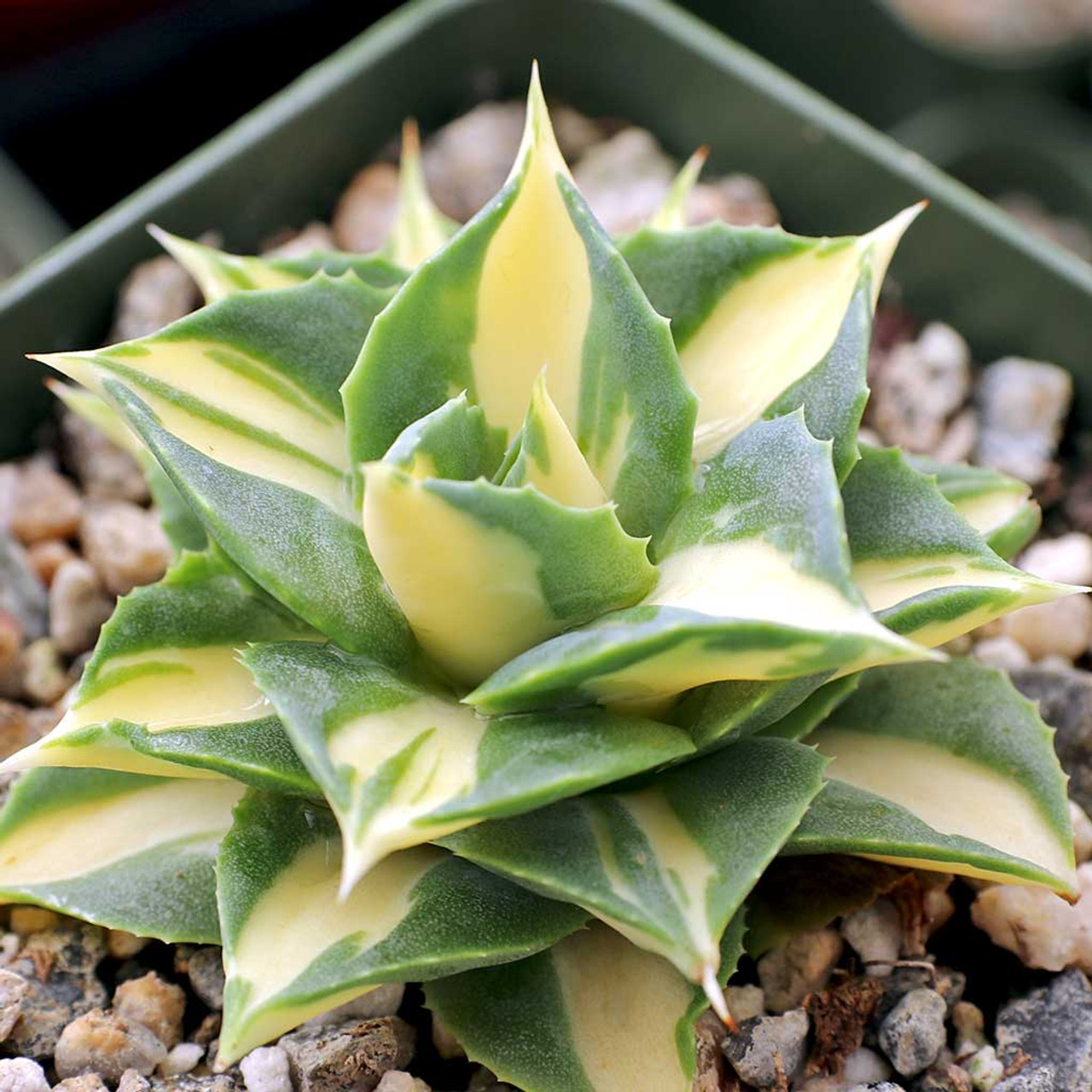 Agave isthmensis 'Gold Sprite' [limited]