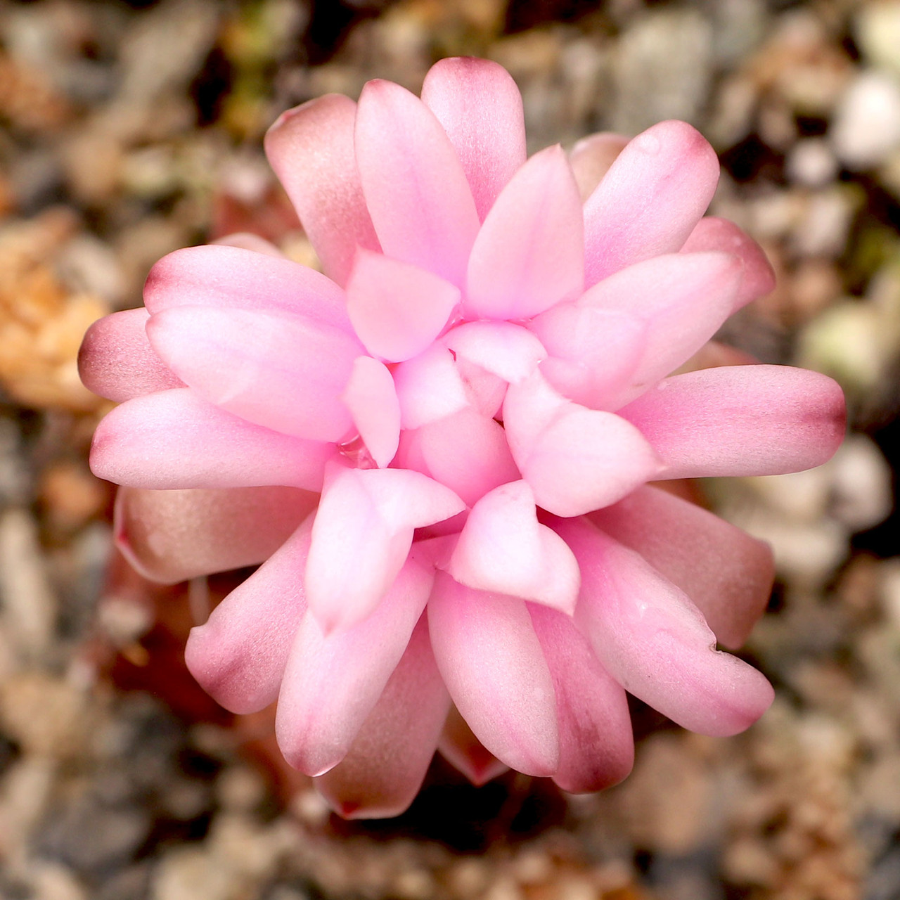 Gymnocalycium stenopleurum | Mountain Crest Gardens