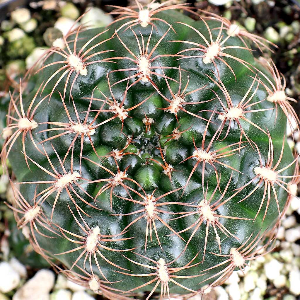 Gymnocalycium mesopotamicum | Mountain Crest Gardens®